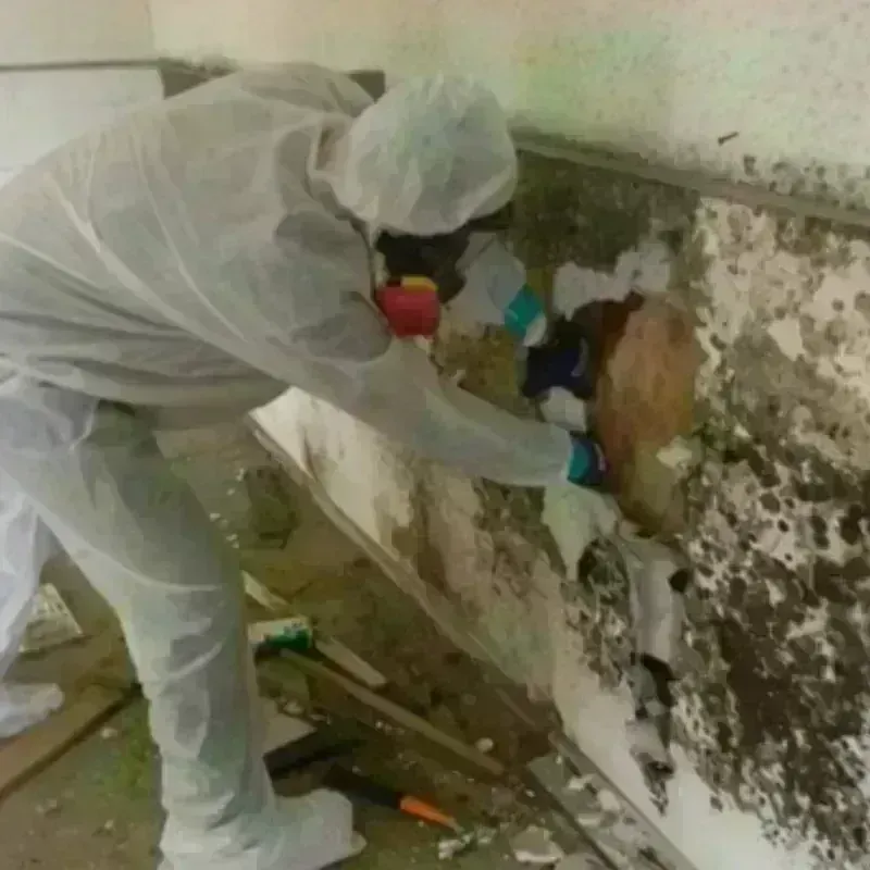 Mold Remediation and Removal in City of Roanoke, VA